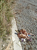 Nudist_beach_Voyeur (69/98)