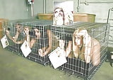 Girls_in_cages (1/15)