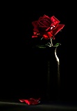 22_Red_Black_Roses_ (19/21)
