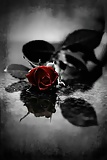 22_Red_Black_Roses_ (12/21)