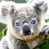 Koala (12)