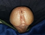 Cock Head (2)